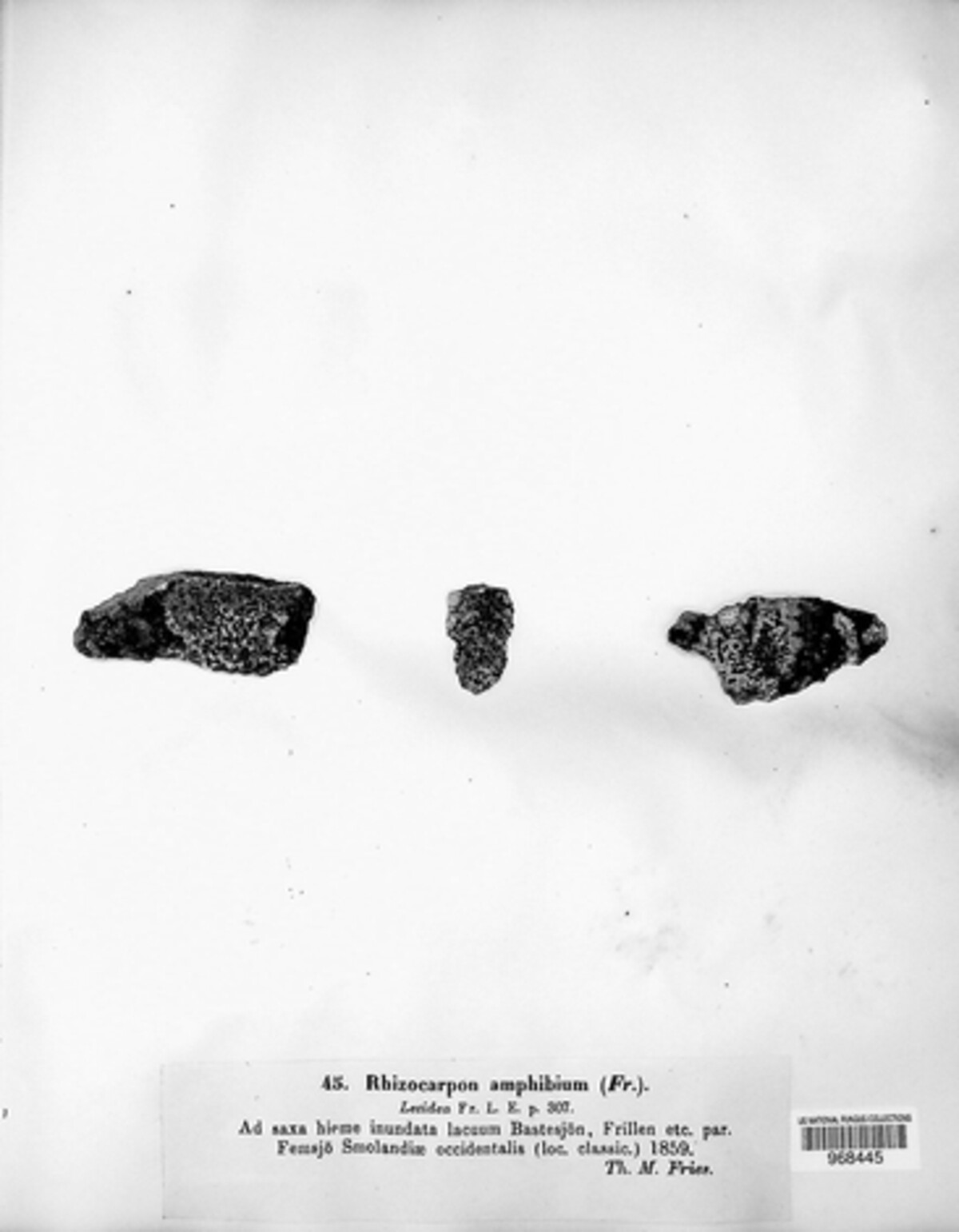 Rhizocarpon amphibium image